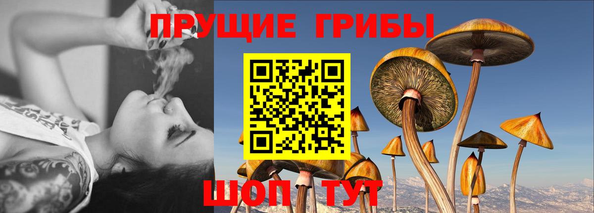 Псилоцибиновые грибы MAGIC MUSHROOMS  Вход с VPN  Чернушка 